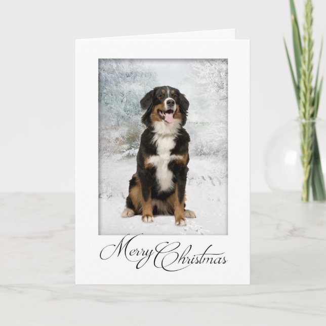 Carte de Noël du chien bernois Mt. (Devant)