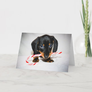 Carte de Noël du chiot de Dachshund