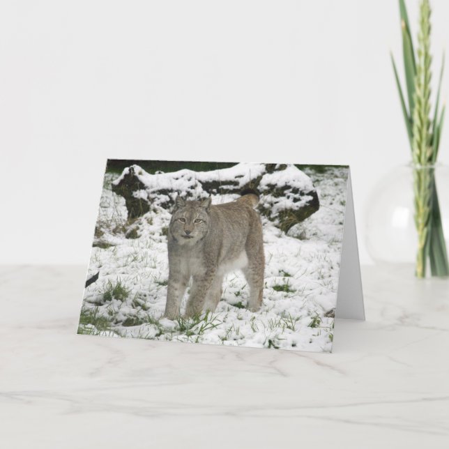 Carte de Noël - lynx sibérien (Devant)