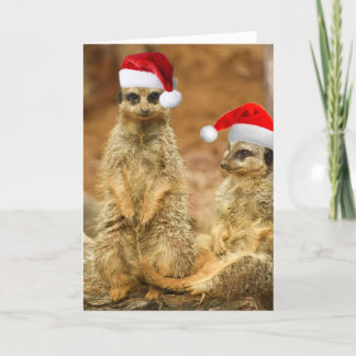Carte de Noël Meerkat