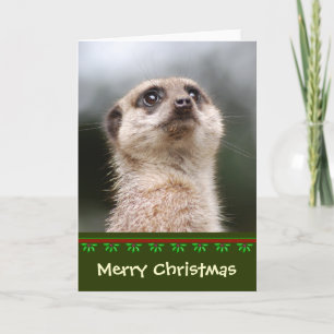 Carte de Noël Meerkat