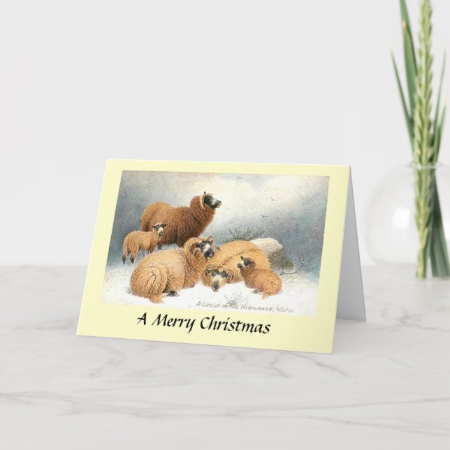Carte de Noël - Moutons dans les Highlands (Devant)