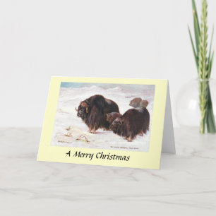 Carte de Noël - Musk Oxen