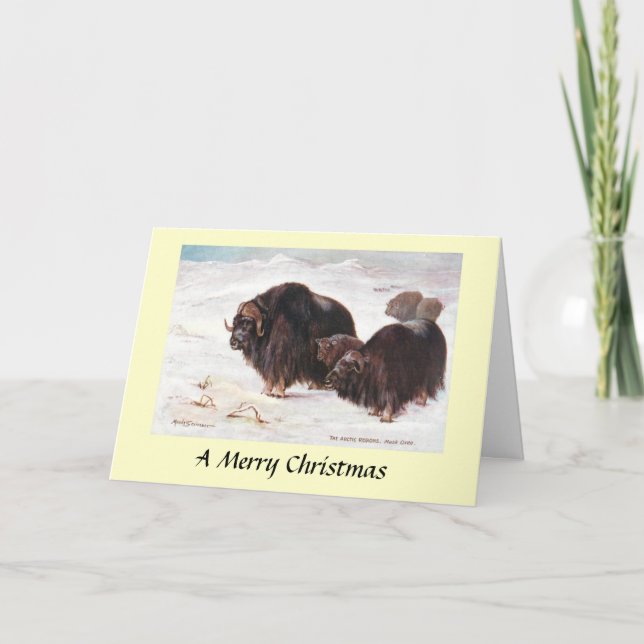 Carte de Noël - Musk Oxen (Devant)
