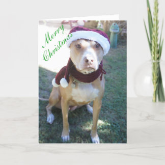 Carte de Noël Pit Bull