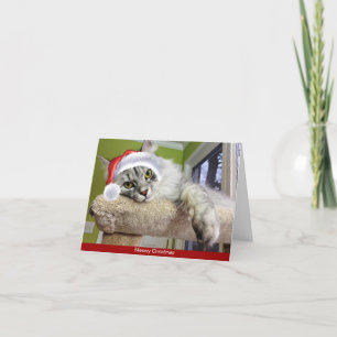 Carte de Noël pour chats de Sibérie