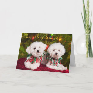 Carte de Noël pour chiens de race Bichons Cutest