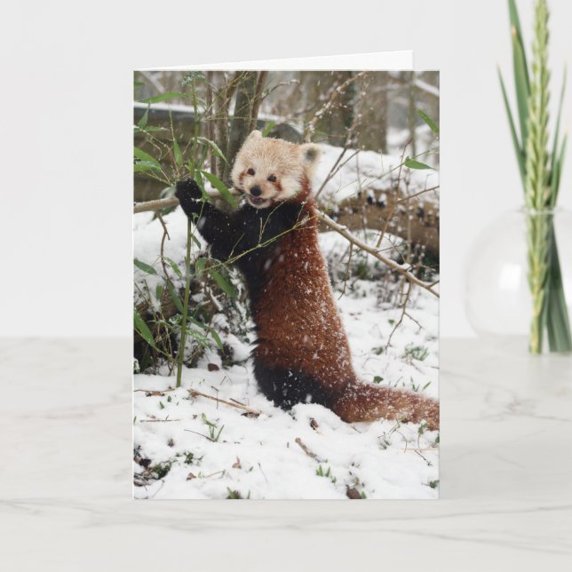 Carte de Noël - Red Panda 3 (Devant)