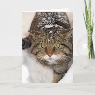 Carte de Noël - Scottish Wildcat