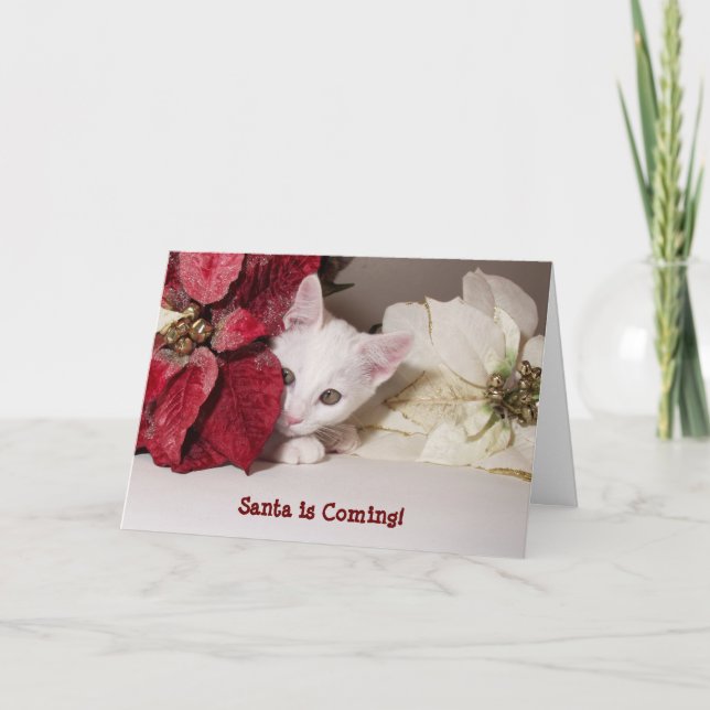 Carte de Noël Shy Kitten Poinsettia (Devant)