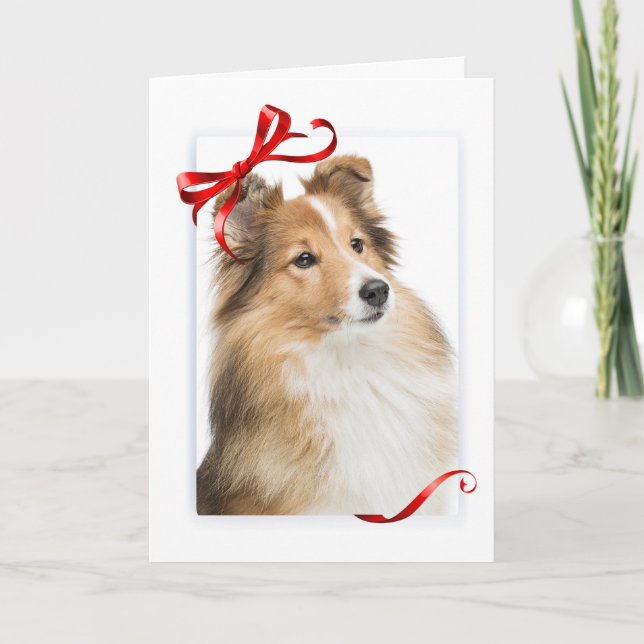 Carte de Noël Sweet Sheltie (Devant)