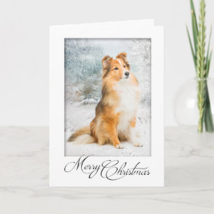 Carte de Noël Sweet Sheltie