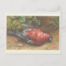 Carte de Noël Victorian Dead Bird
