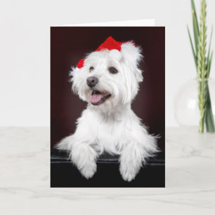 Carte de Noël West Highland White Terrier