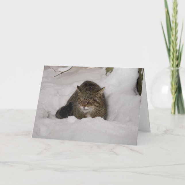 Carte de Noël - Wildcat écossais (Devant)