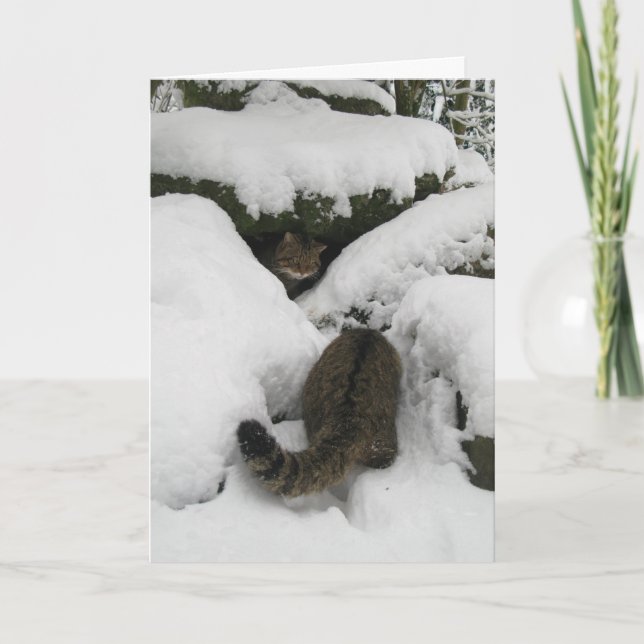 Carte de Noël - Wildcat écossais 7 (Devant)