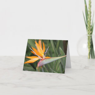 Carte de note blanche à fleurs Bird of Paradise
