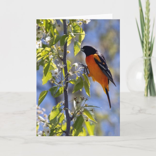 Carte de note blanche Baltimore Oriole (Devant)