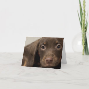 Carte de note blanche Chien de poche