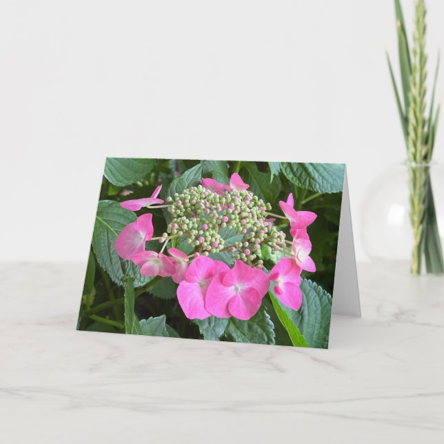 Carte de note blanche Hydrangea en floraison (Devant)