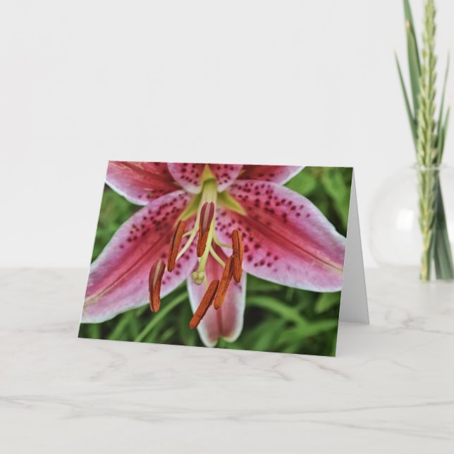 Carte de note blanche Lily 1 de tigre rose (Devant)