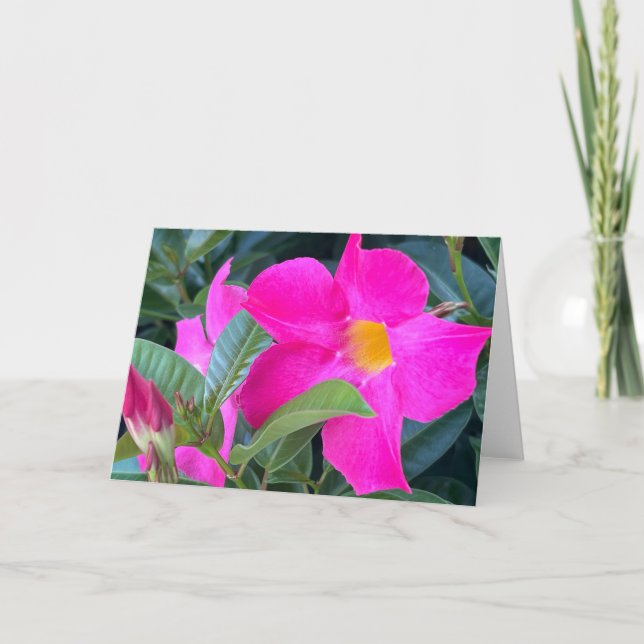 Carte de note blanche Mandevilla (Devant)