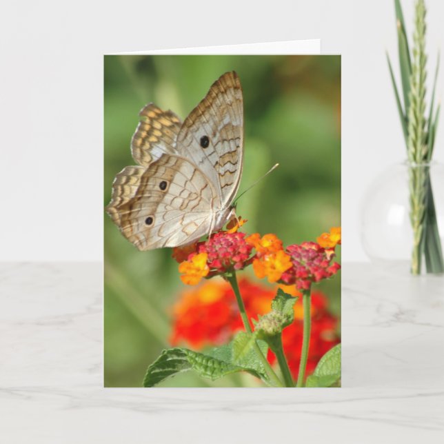 Carte de note blanche Papillon Peacock (Devant)