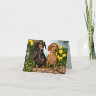Carte de note blanche pour chien chiot de Dachshun