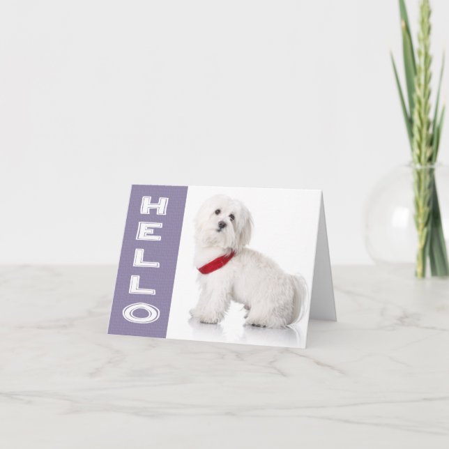 Carte de note blanche pour chien chiot maltais bon (Devant)