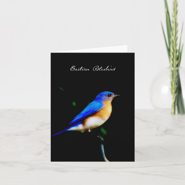Carte de note blanche pour oiseaux bleus mâles (Devant)