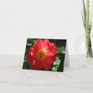 Carte de note blanche : Rose majestueux