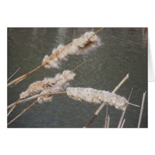 Carte de note Cattails