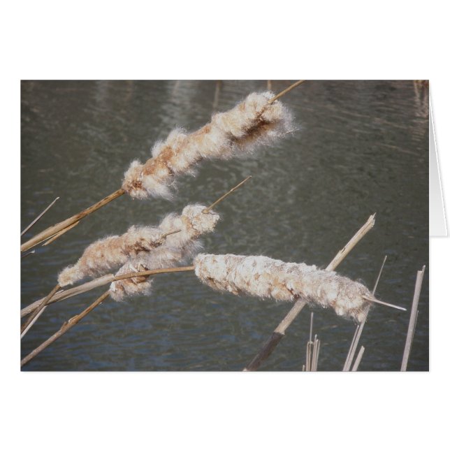 Carte de note Cattails (Devant horizontal)
