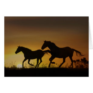 Carte de note couché de soleil pour chevaux de ran