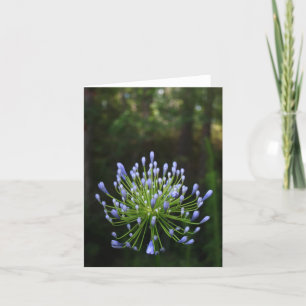 Carte de note d'Agapanthus