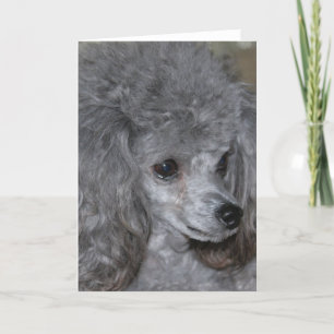 Carte de note de caniche gris