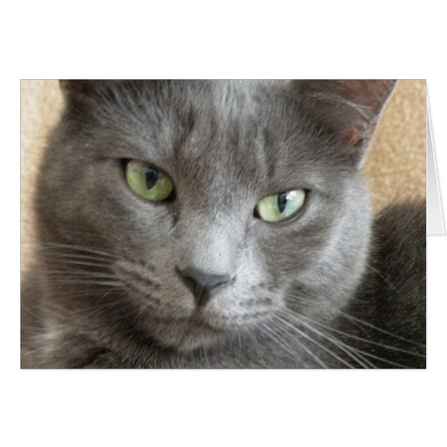 Carte de note de chat gris (Devant Horizontal)