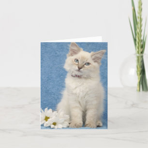 carte de note de chaton de ragdoll