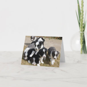 Carte de note de chiots de border collie