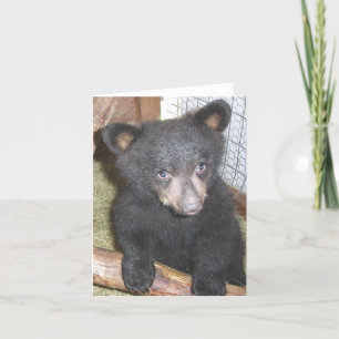 Carte de note de CUB d'ours