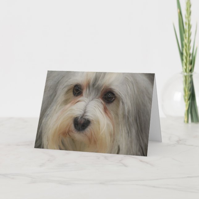 Carte de note de Havanese (Devant)
