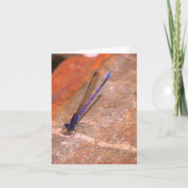 Carte de note de la libellule de Damselfly (Devant)