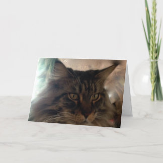 Carte de note de ragondin du Maine de Meow
