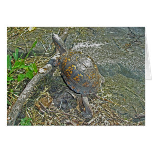 Carte de note de Turtle de boîte orientale