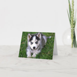 Carte de note de voeux blanche pour Chien Chien Ch