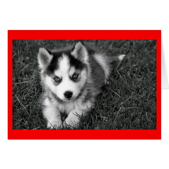 Carte de note de voeux blanche pour Chien Chien Ch (Devant Horizontal)