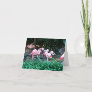 Carte de note des Flamants roses de combat