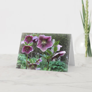 Carte de note : Helibores