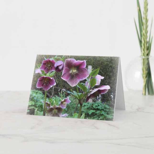 Carte de note : Helibores (Devant)