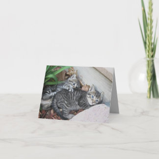 Carte de note Kittens